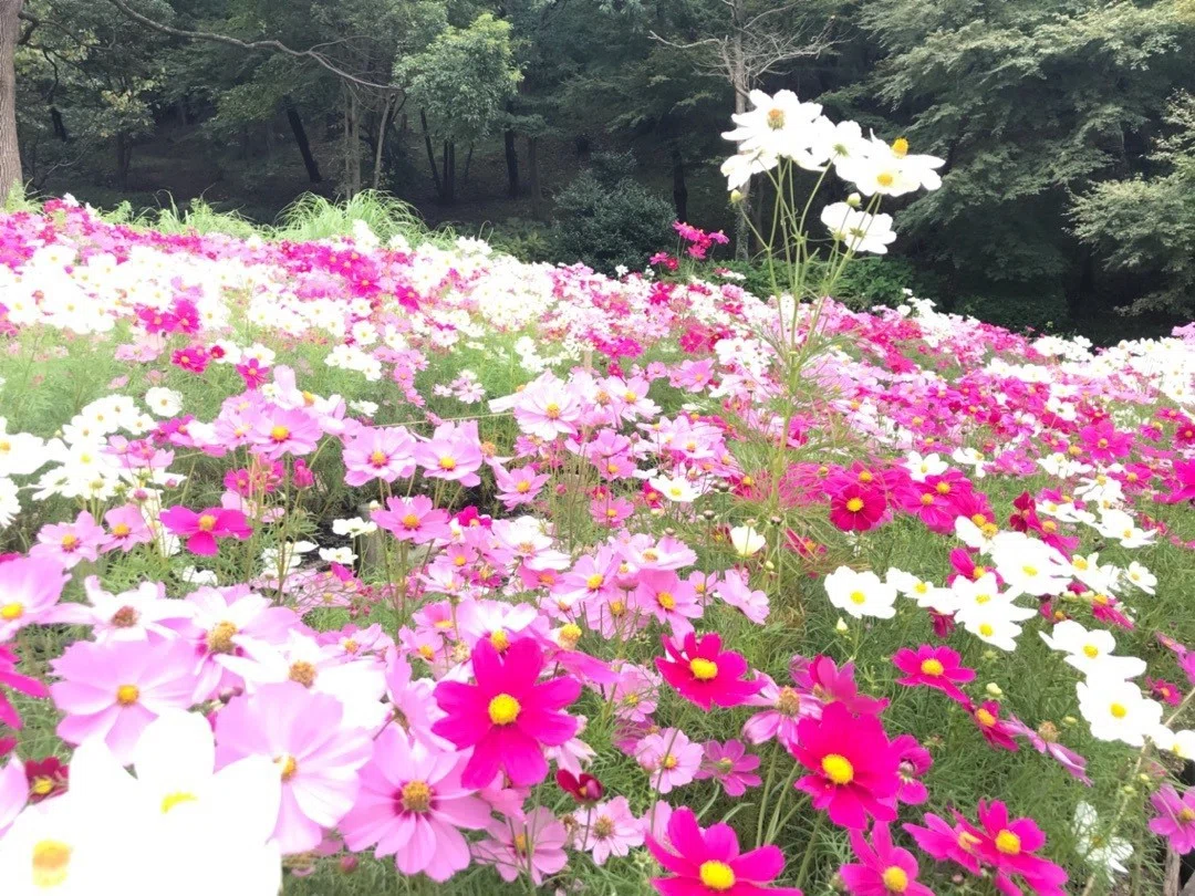 2018.10ハーブ園コスモス 花 キレイ