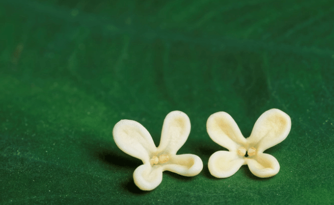 銀木犀 笹倉慎介 Shinsuke Sasakura Note