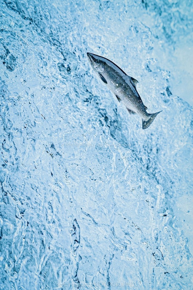サケ マス ウグイ 遡上魚を陸から撮る効率的な撮影法とは 16 Sinh Note サケ マス ウグイ 遡上魚を陸から撮る効率的な撮影法とは 16 Sinh Note