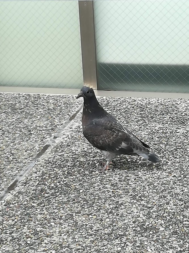 ちょっと分かりづらいかな 頭にトサカのようなものが付いているんですよ ハトなのに しかも飛び方が不器用で この後 壁にぶち当たりながら飛んでいきました もしかして 巣立ったばかりのハトなんじゃないか 遠入のどか Note