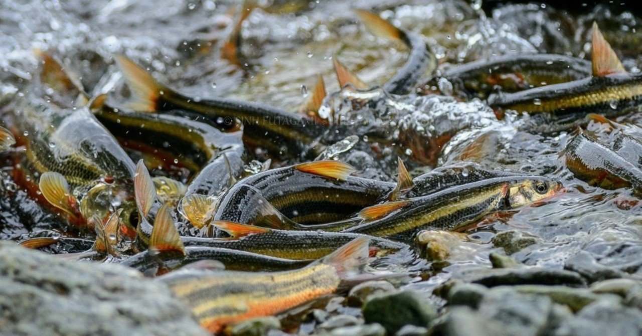 サケ マス ウグイ 遡上魚を陸から撮る効率的な撮影法とは 16 Sinh Note