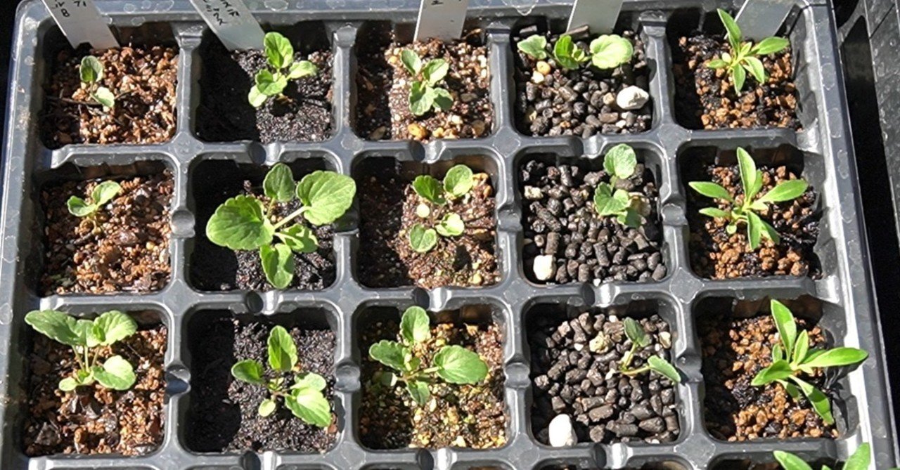 パンジービオラの育苗 4種類の土の途中ほうこく ゆかこ うつ畑 Note