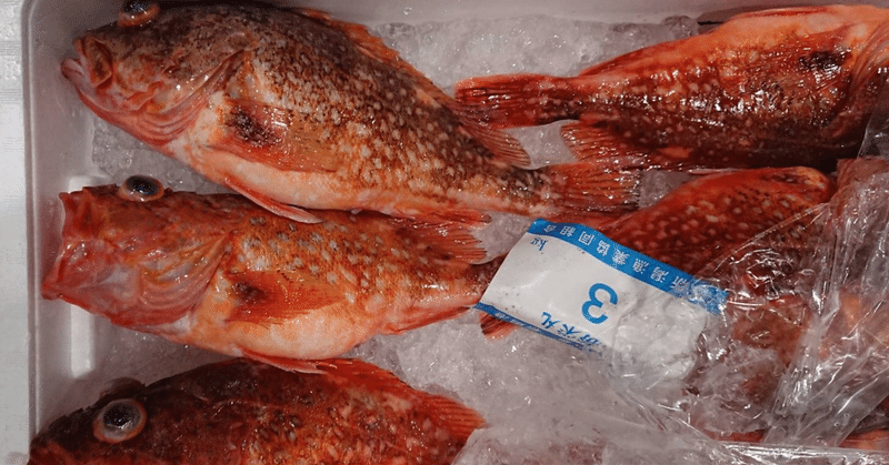 新潟 佐渡沖のカサゴ 魚が来る 明日 新潟から 鮮魚通販 Note