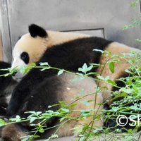パンダ棚 中国のパンダ 世界のパンダの今 No 18 9 7 Shiyuudou Note