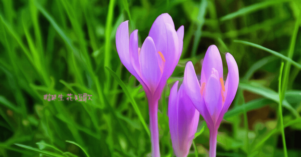 9月21日 誕生花は犬番紅花 誕生花短歌 御子柴 流歌 Note 9月21日 誕生花は犬番紅花 誕生花短歌 御子柴 流歌 Note