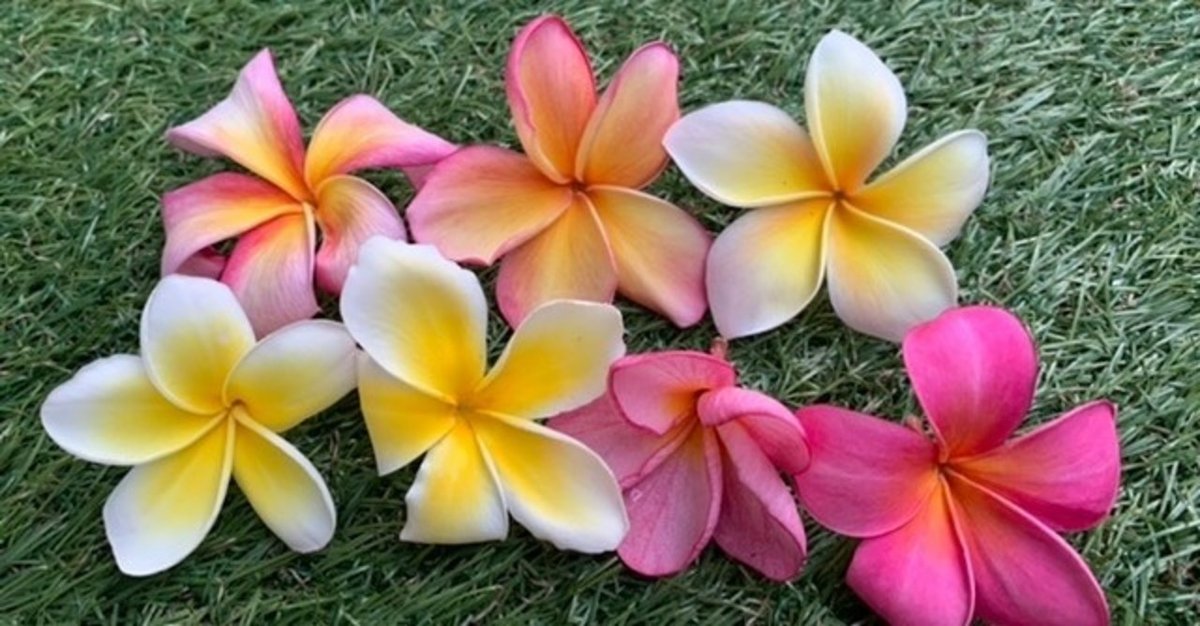 【匿名配送】Plumeria book : プルメリアの育て方・楽しみ方 プルメリア ブック | 田中 希果, 江原裕子 |本 | 通販 | Amazon