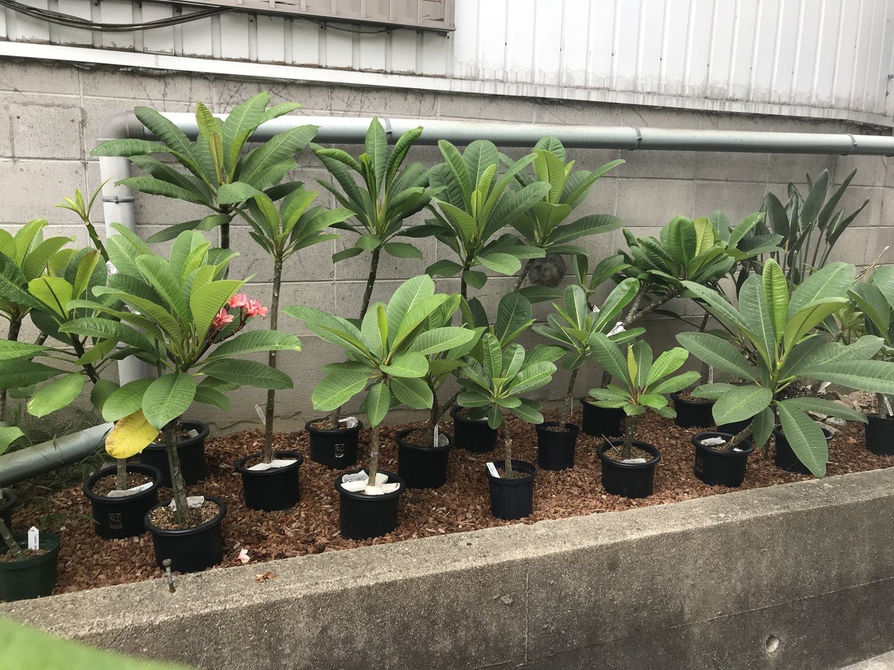 プルメリアを育てるコツって Hoppie Note プルメリアを育てるコツって Hoppie Note