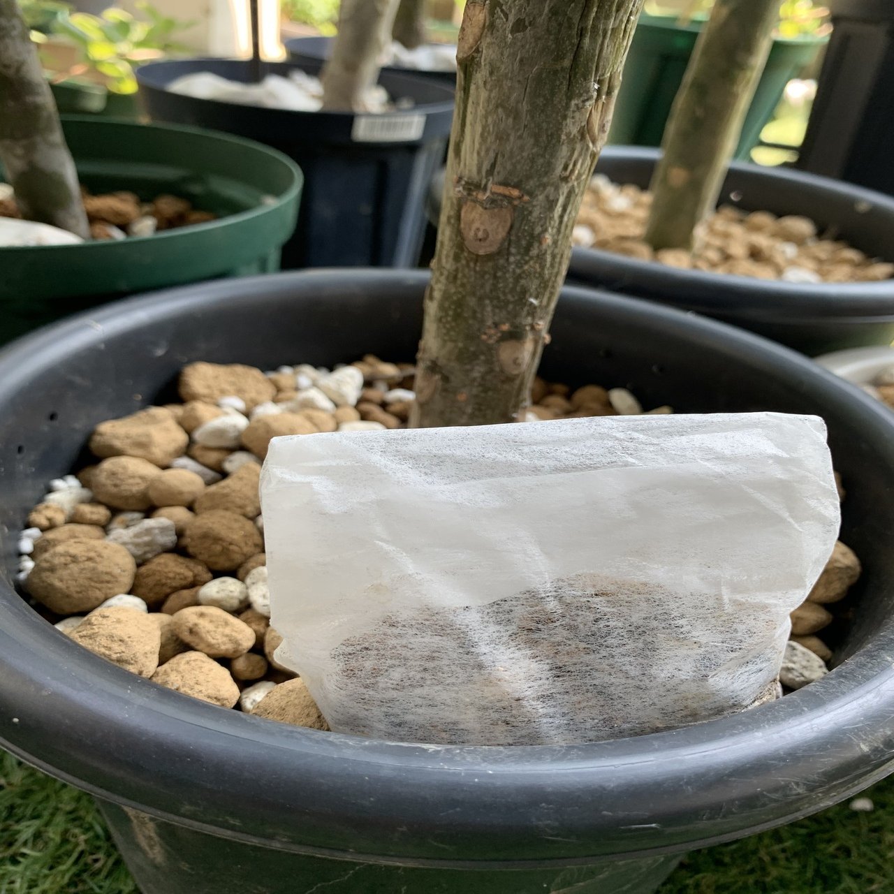 プルメリアを育てるコツって？｜hoppie