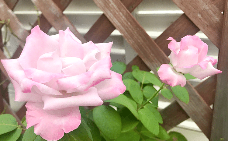 すっきり秋晴れの1日でしたね♪今年も2度目のバラの開花です(^o^)。
春に比べると青バラ(厳密には紫バラ)は色が薄ピンクになりますが、それでも香りはほのかに漂います♬
(来春は早目に摘んでジャムにする予定です^ ^)
…ところで、noteのネタが尽きることなく、書きたいことが色々です！
が、殊に陰謀論に関しては、記事が消されないか？私のアカウントが消されないか？はたまた私が消されないか？∑(ﾟДﾟ)
迷うところもありますが…じわりじわりと本丸に迫って行きたいと思います( ^ω^ )。
#秋バラ