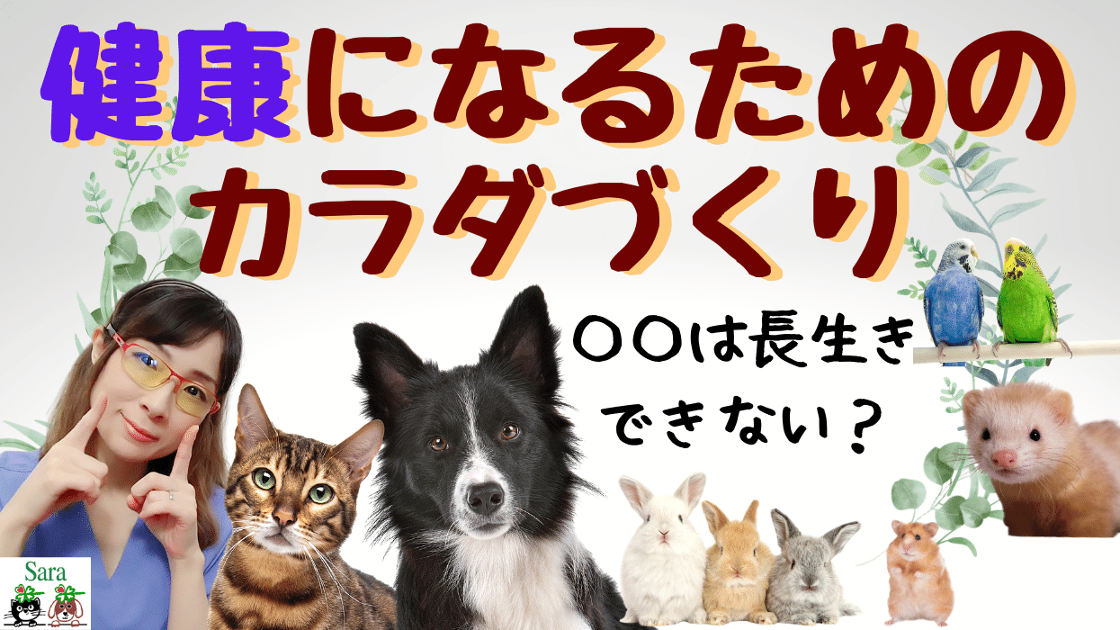 長生きしている犬猫に共通している条件とは何でしょうか 犬 雑種であること を食べていること等 猫 メスであること を食べていること等 他にどんな体型をしているかも関係 論文をもちいて全て動画 ホリスティック獣医sara Note 長生きしている犬猫に共通している条件とは何でしょうか 犬 雑種であること を食べていること等 猫 メスであること を食べていること等 他にどんな体型をしているかも関係 論文をもちいて全て動画 ホリスティック獣医sara Note