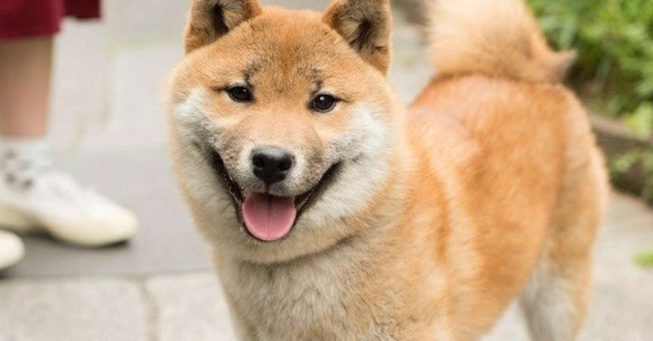 犬大活躍 ししりばの家 まさみ Note