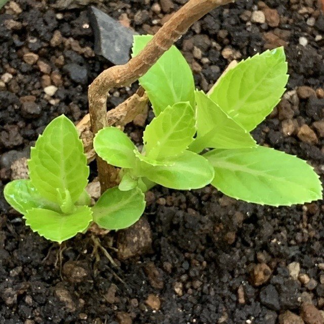植物のたのしみ 青咲 Note