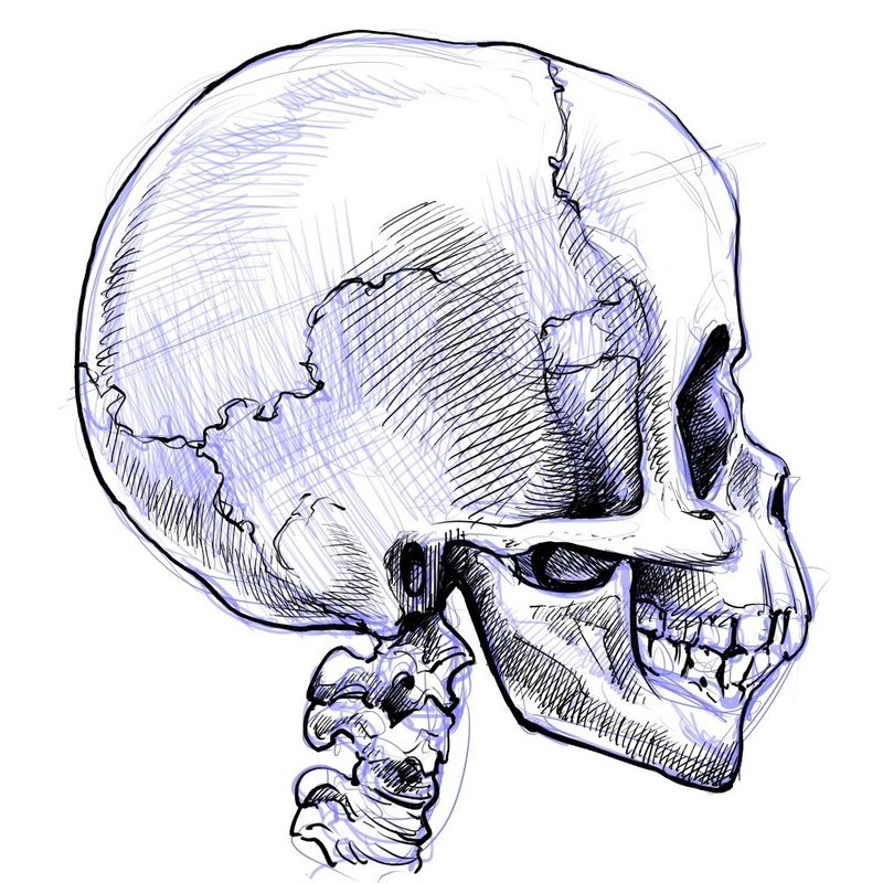 子供の頭蓋骨