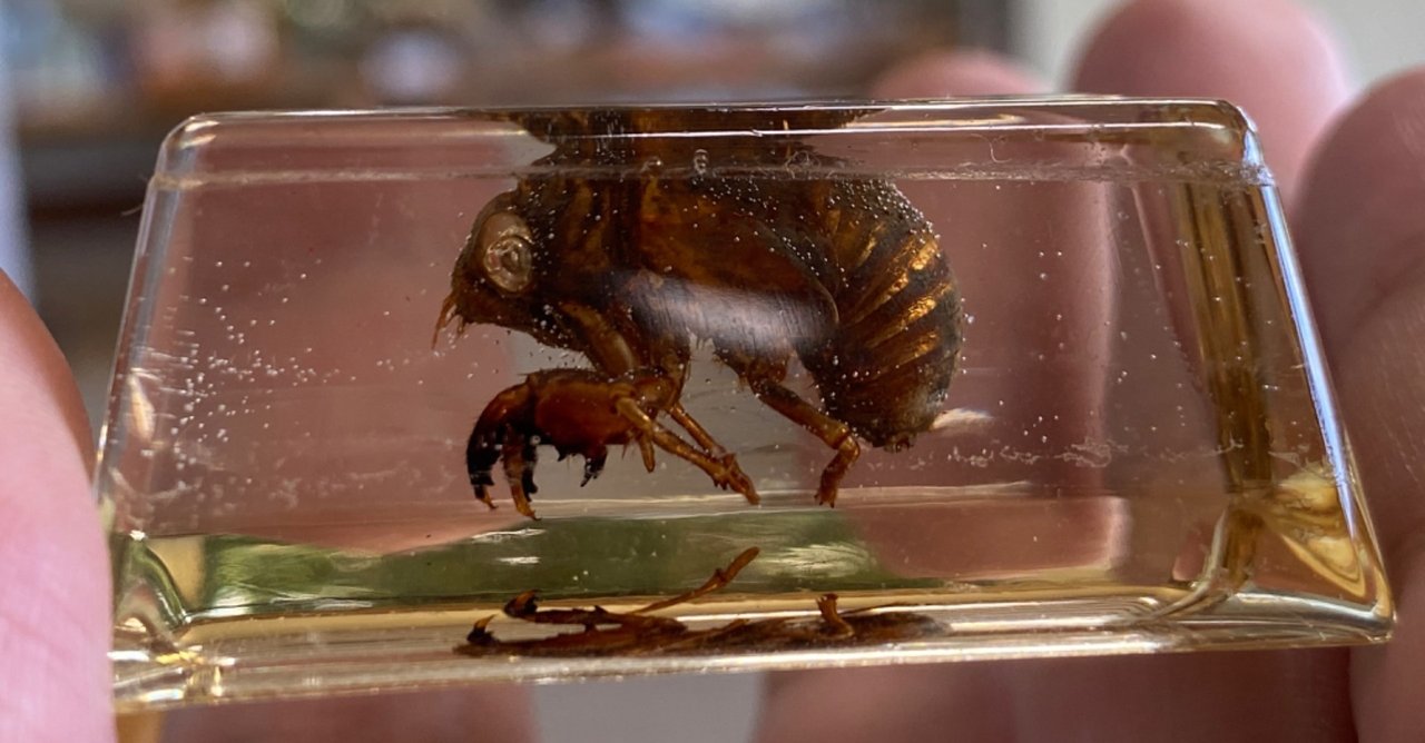 昆虫標本 クリスタルガラス 昆虫標本の作成 クリスタルレジンは時を止める魔法｜Noriaki