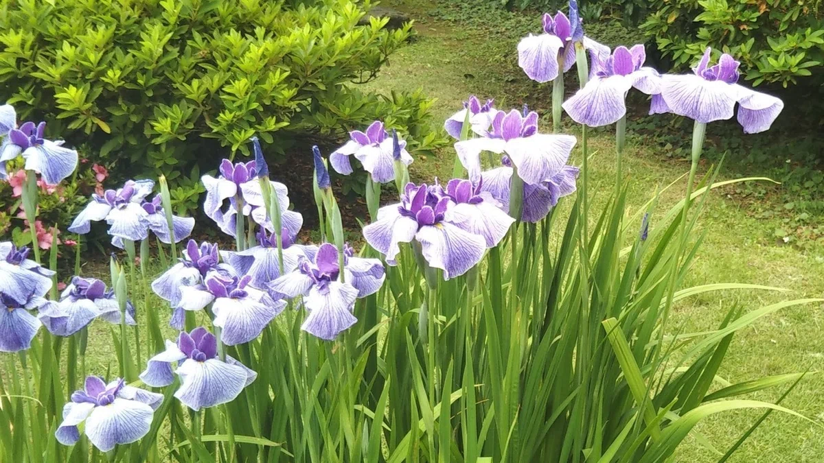 画像5