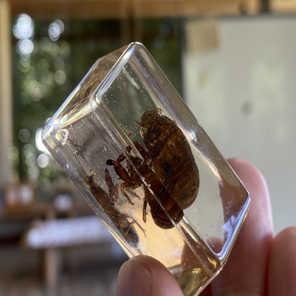 昆虫標本の作成 クリスタルレジンは時を止める魔法｜Noriaki Kawanishi