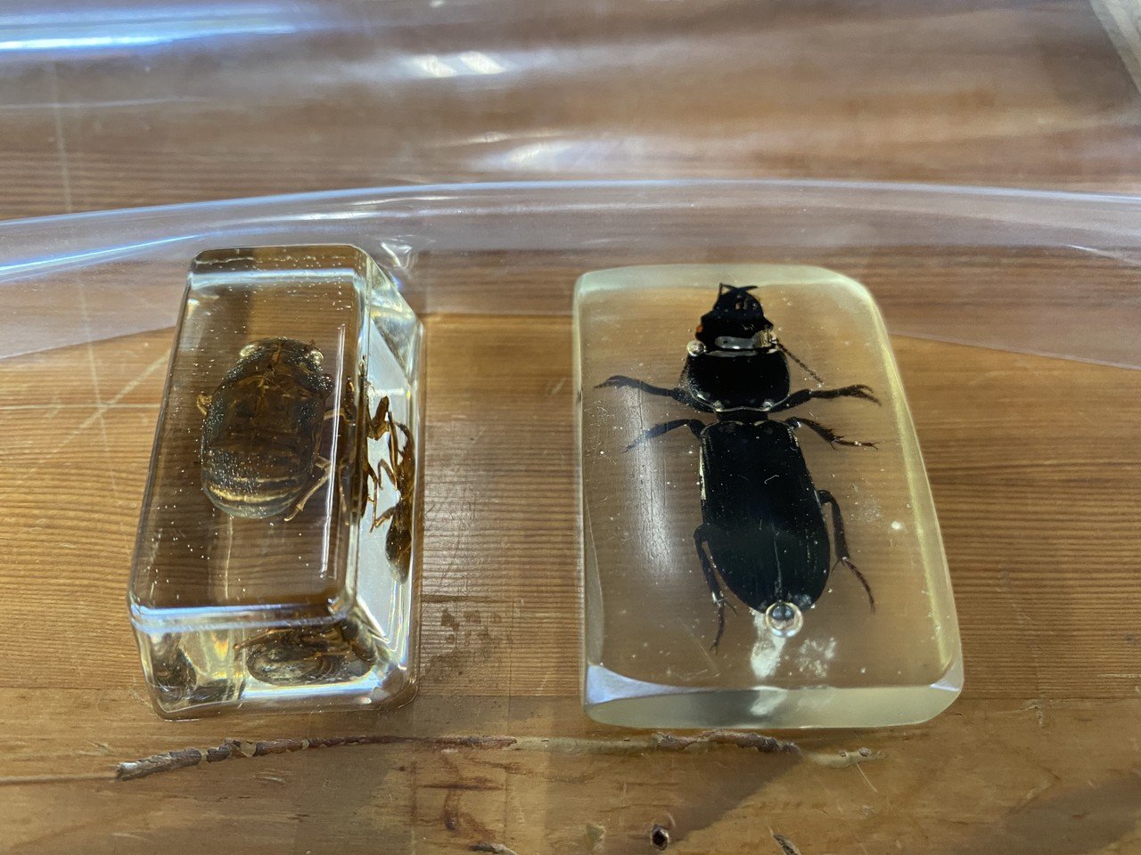 昆虫標本の作成 クリスタルレジンは時を止める魔法 Noriaki Kawanishi 田舎暮らしデザイナー Note 昆虫標本の作成 クリスタルレジンは時を止める魔法 Noriaki Kawanishi 田舎暮らしデザイナー Note