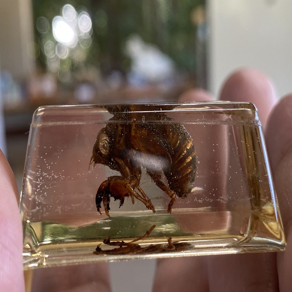 昆虫標本の作成 クリスタルレジンは時を止める魔法 Noriaki Kawanishi 田舎暮らしデザイナー Note