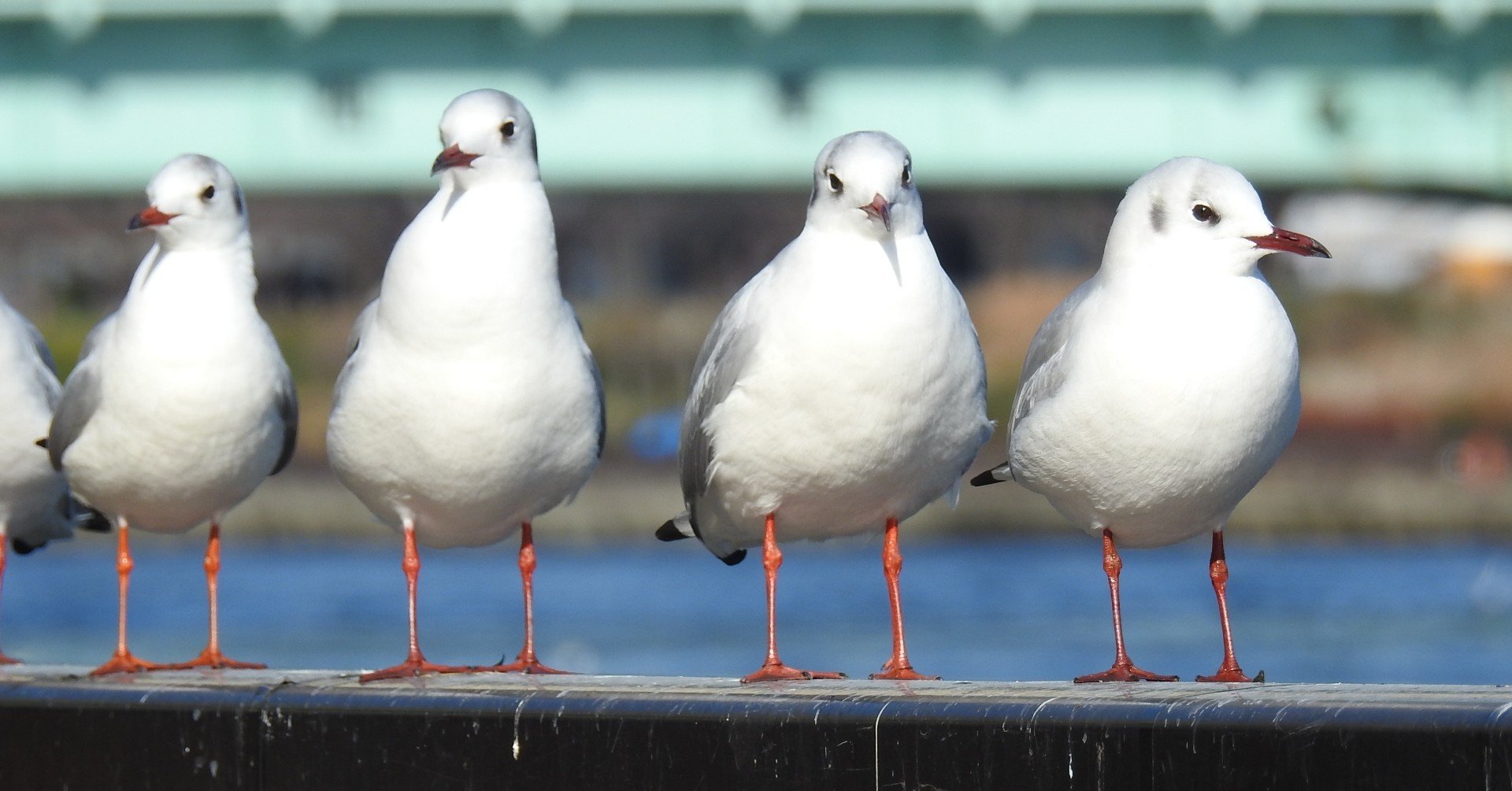 ユリカモメってどんな鳥 ユリカモメの足環調査 澤祐介 渡り鳥調査中 Note ユリカモメってどんな鳥 ユリカモメの足環調査 澤祐介 渡り鳥調査中 Note