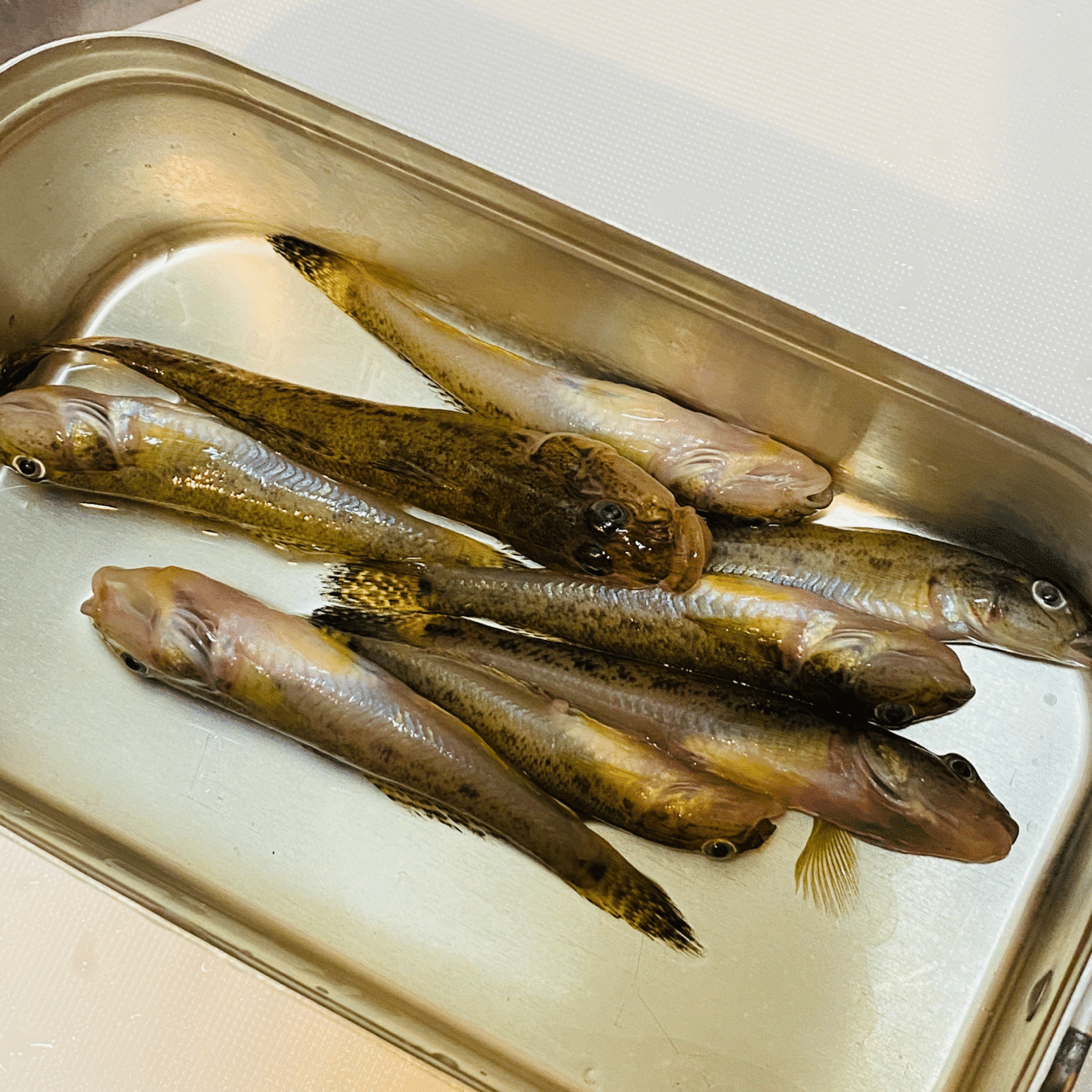 東京スカイツリーの目の前でハゼ釣り Salty Note