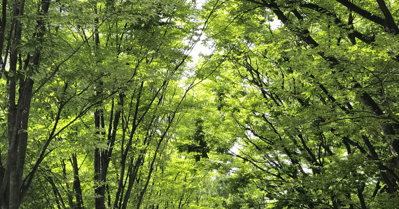 子宮頸部高度異形成 手術準備|sachi_kataoka20|note