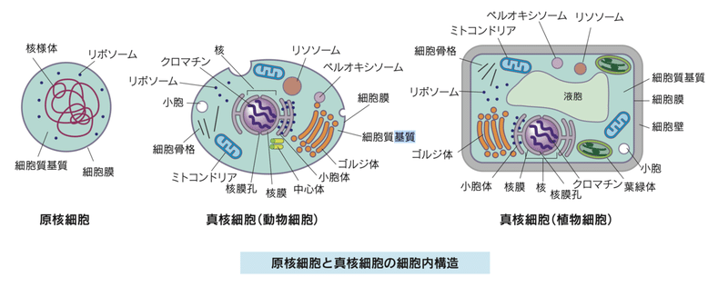生物学 細胞の働きと構造の基礎2 そーだい Note