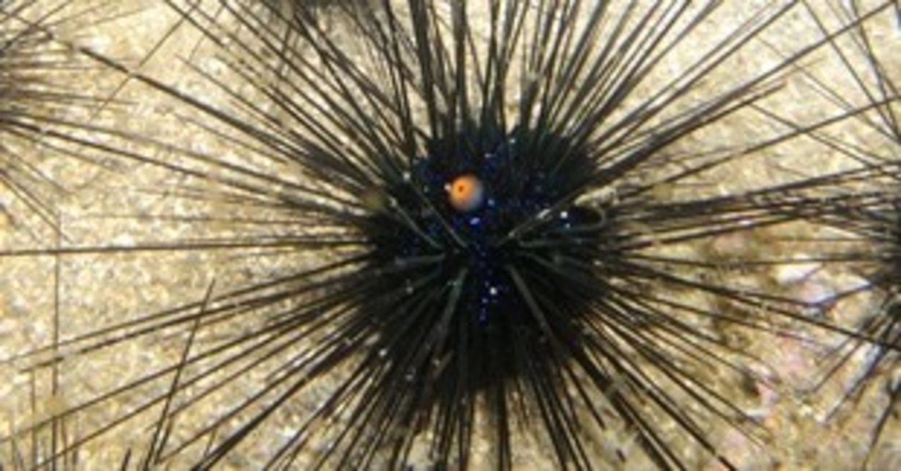 ガンガゼ しらい てつや Note ガンガゼ しらい てつや Note