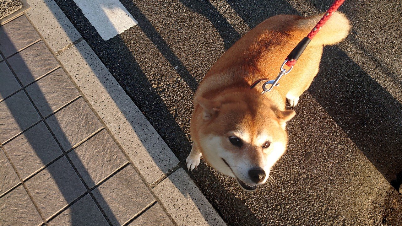 犬にハグされて泣きそうになったから 唐突にドラえもん映画 ワンニャン時空伝 のプレゼンする 果報者 Note 犬にハグされて泣きそうになったから 唐突にドラえもん映画 ワンニャン時空伝 のプレゼンする 果報者 Note