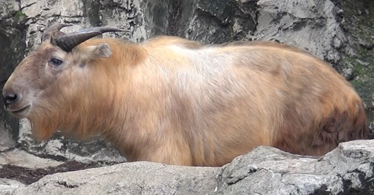 よこはま動物園ズーラシアで珍しい動物を見ました 動画あり フリーク モーメント 川口比呂樹 Note