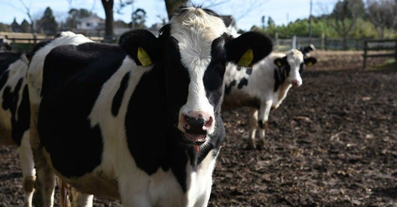 牛のように生きる 夏目漱石の言いたかったこと 千葉ウシノヒロバ Note