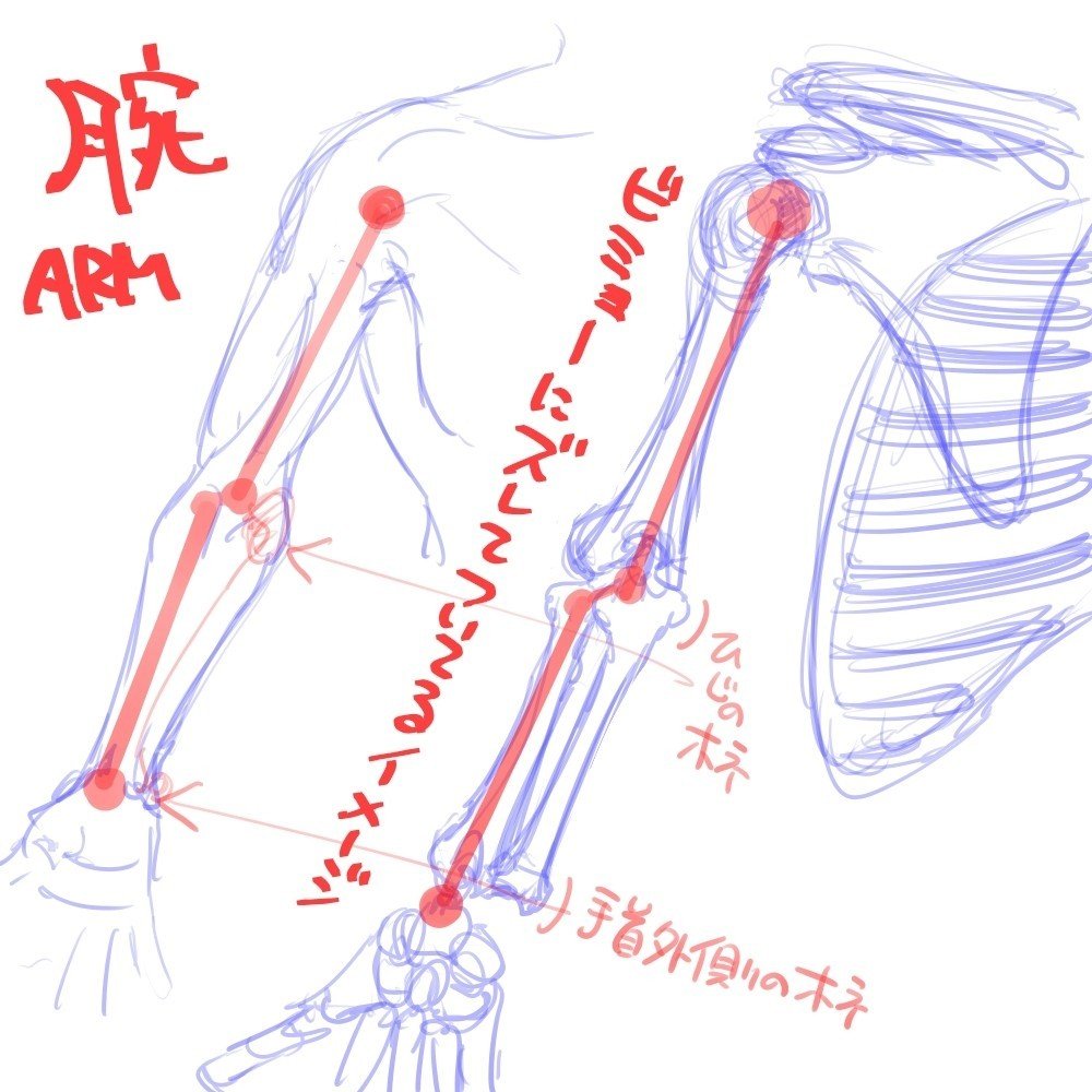 ほねのれんしゅう２ 腕とか手とか 梅熊大介 Note