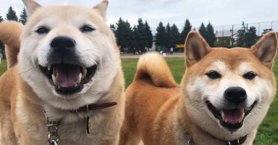 北栃木愛犬救命訓練所を卒業して約4年 きなこと茶々の現在の姿を知りたくないかい きなこと茶々 Note