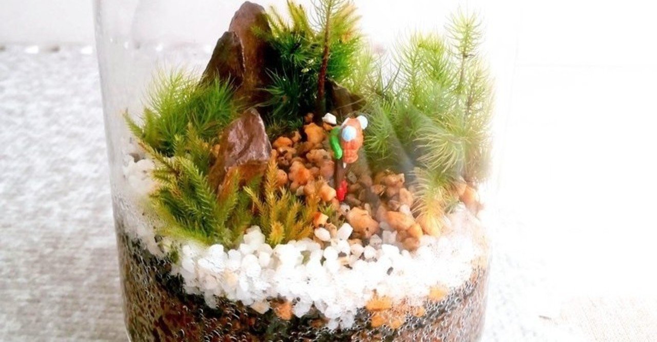 初心者の苔テラリウムの話 好きなところとカビで植え替えたこと すぐの Note