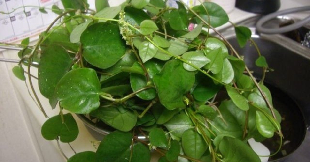 週末投稿 つれづれ有用植物 51 ツルムラサキ科アカザカズラ属 雲南百薬 Pingubanana Note