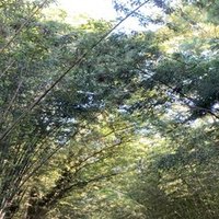 詩人になりたい 和 Note