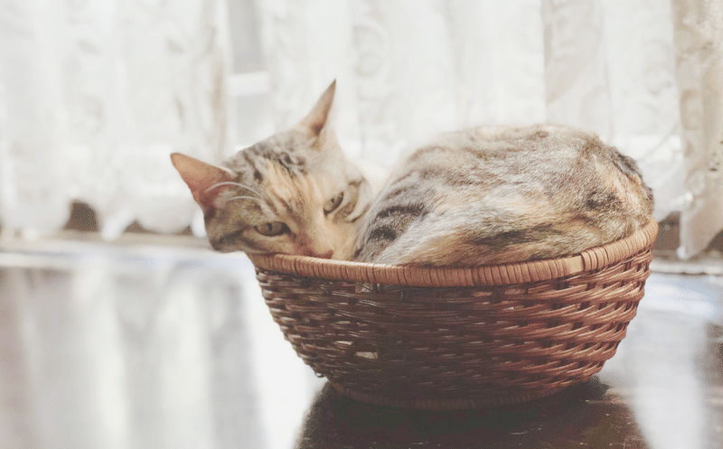 癒されたい人専用 猫好きが選んだ かわいすぎる猫写真まとめ Bosyuチーム 公式 Note