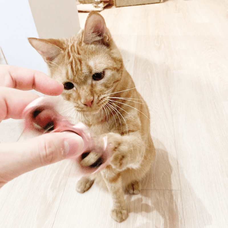 癒されたい人専用 猫好きが選んだ かわいすぎる猫写真まとめ Bosyuチーム 公式 Note 癒されたい人専用 猫好きが選んだ かわいすぎる猫写真まとめ Bosyuチーム 公式 Note