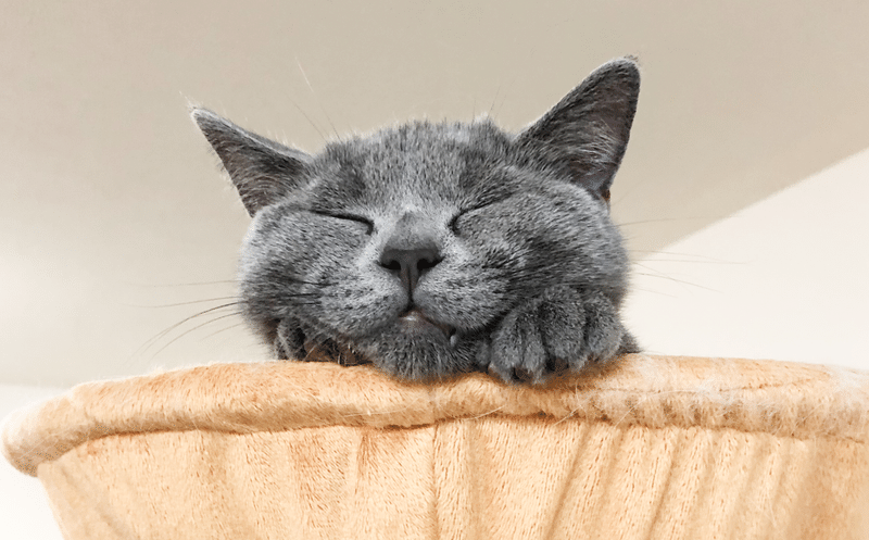 癒されたい人専用 猫好きが選んだ かわいすぎる猫写真まとめ Bosyuチーム 公式 Note 癒されたい人専用 猫好きが選んだ かわいすぎる猫写真まとめ Bosyuチーム 公式 Note