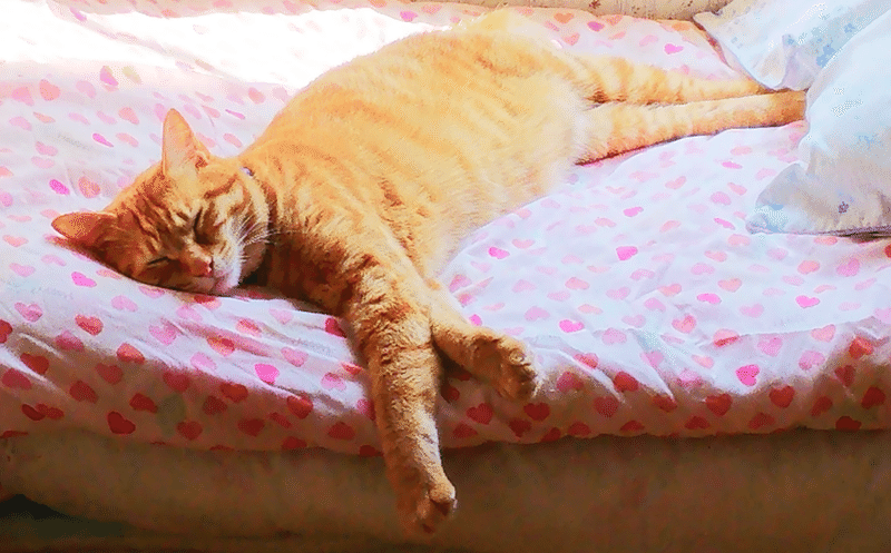 癒されたい人専用 猫好きが選んだ かわいすぎる猫写真まとめ Bosyuチーム 公式 Note 癒されたい人専用 猫好きが選んだ かわいすぎる猫写真まとめ Bosyuチーム 公式 Note
