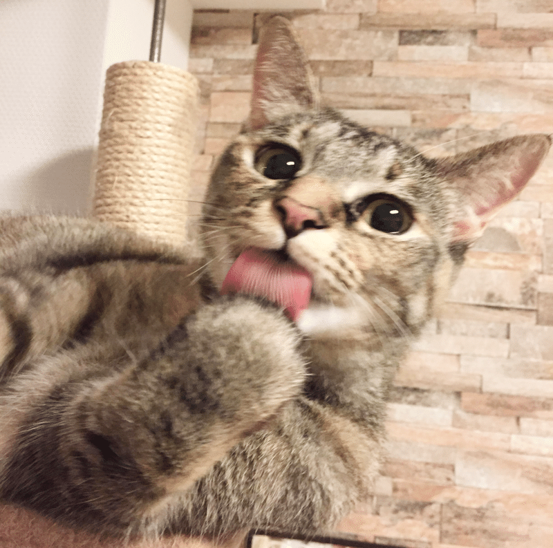 癒されたい人専用 猫好きが選んだ かわいすぎる猫写真まとめ Bosyuチーム 公式 Note 癒されたい人専用 猫好きが選んだ かわいすぎる猫写真まとめ Bosyuチーム 公式 Note