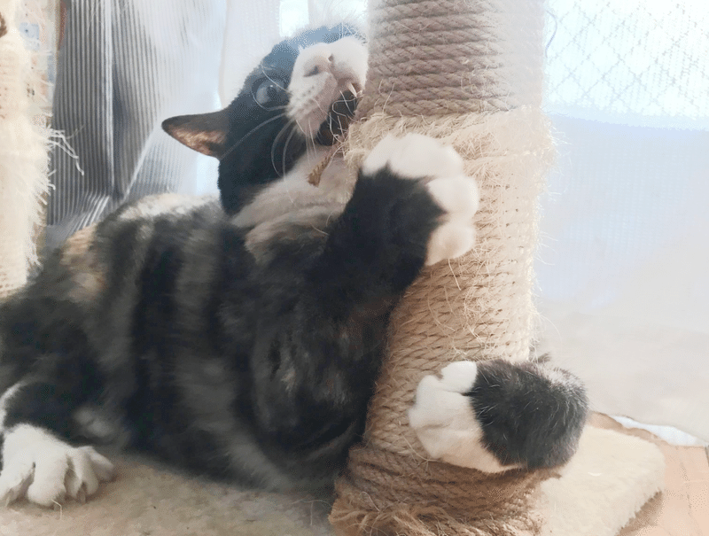 癒されたい人専用 猫好きが選んだ かわいすぎる猫写真まとめ Bosyuチーム 公式 Note 癒されたい人専用 猫好きが選んだ かわいすぎる猫写真まとめ Bosyuチーム 公式 Note