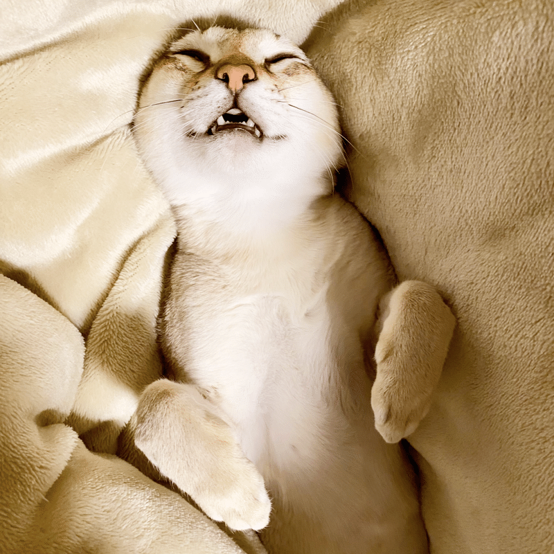 癒されたい人専用 猫好きが選んだ かわいすぎる猫写真まとめ Bosyuチーム 公式 Note