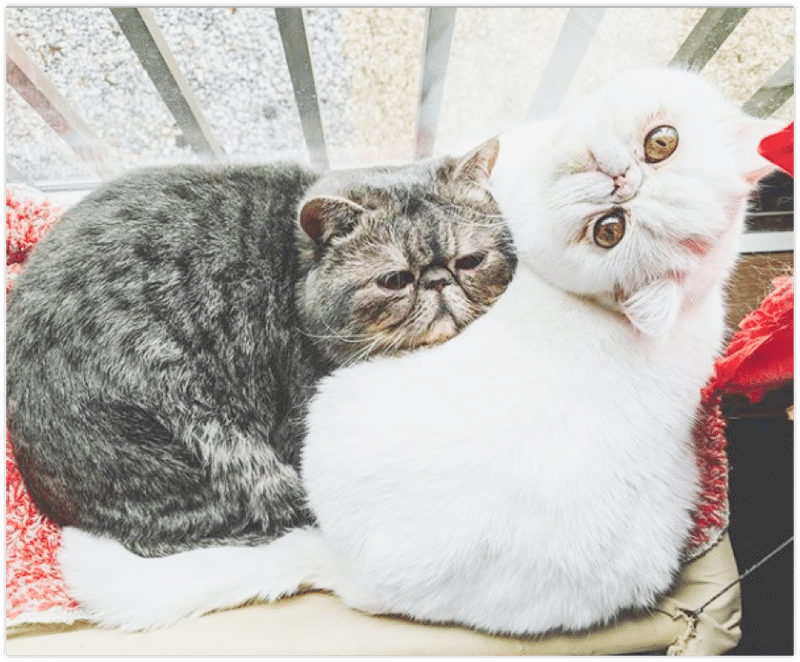 癒されたい人専用 猫好きが選んだ かわいすぎる猫写真まとめ Bosyu公式 Note