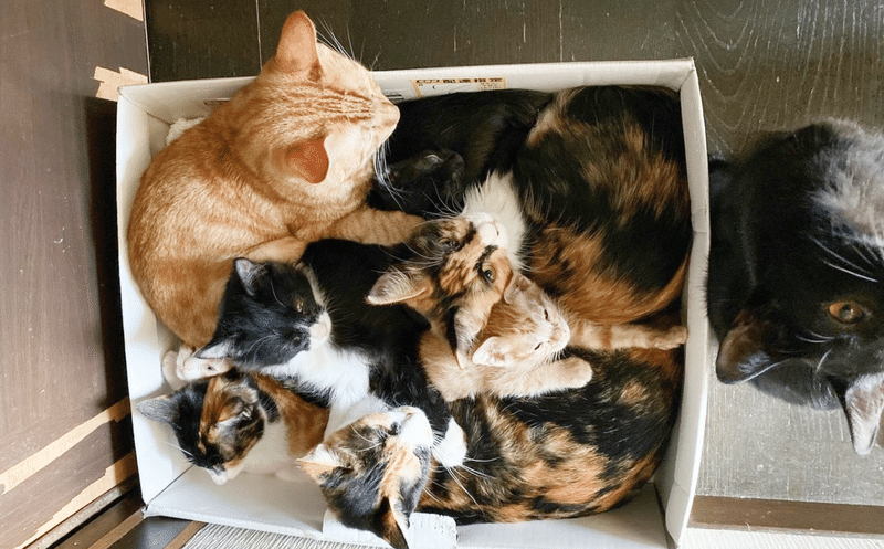 癒されたい人専用 猫好きが選んだ かわいすぎる猫写真まとめ Bosyuチーム 公式 Note 癒されたい人専用 猫好きが選んだ かわいすぎる猫写真まとめ Bosyuチーム 公式 Note