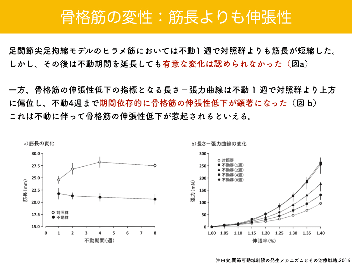 論文抄読 沖田実 関節可動域制限の発生メカニズムとその治療戦略 14 つじり Note 論文抄読 沖田実 関節可動域制限の発生メカニズムとその治療戦略 14 つじり Note