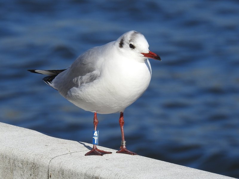 ユリカモメってどんな鳥 ユリカモメの足環調査 澤祐介 渡り鳥調査中 Note ユリカモメってどんな鳥 ユリカモメの足環調査 澤祐介 渡り鳥調査中 Note