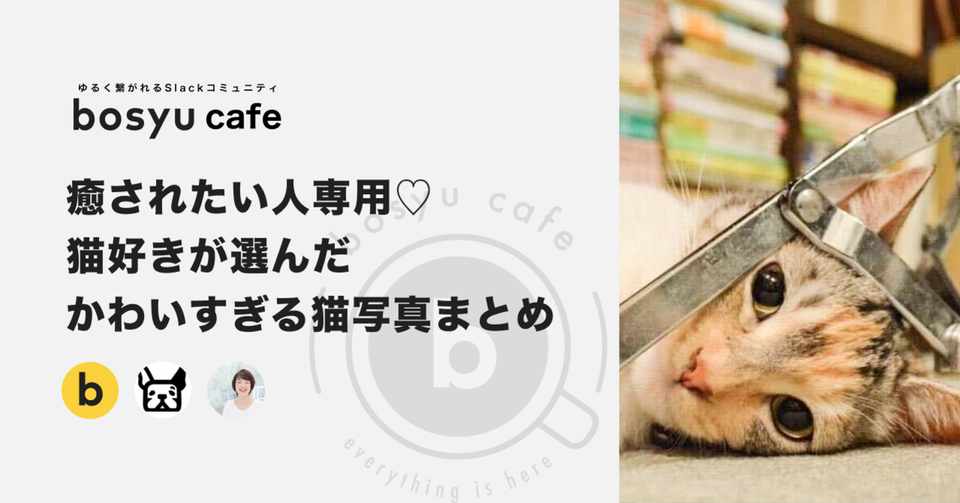 癒されたい人専用 猫好きが選んだ かわいすぎる猫写真まとめ Bosyu公式 Note