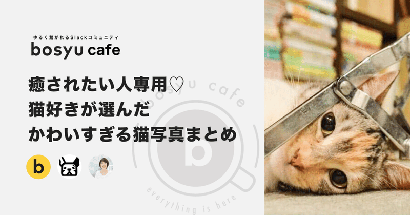 癒されたい人専用 猫好きが選んだ かわいすぎる猫写真まとめ Bosyuチーム 公式 Note