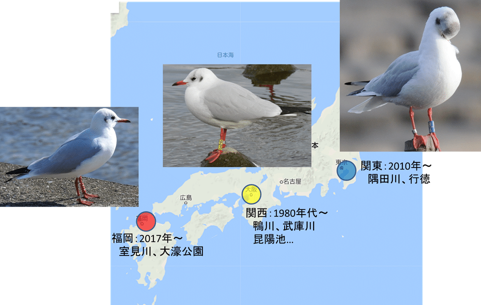 ユリカモメってどんな鳥 ユリカモメの足環調査 澤祐介 渡り鳥調査中 Note ユリカモメってどんな鳥 ユリカモメの足環調査 澤祐介 渡り鳥調査中 Note