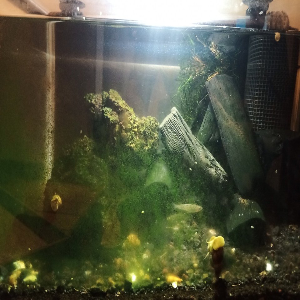 100均diy 300円 税別 で水槽ライトを自作する 諸行 Note